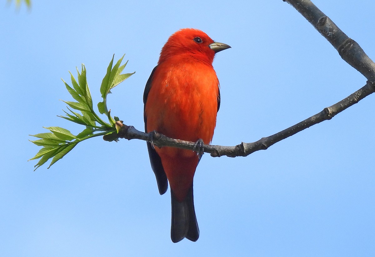 Scarlet Tanager - ML618709715