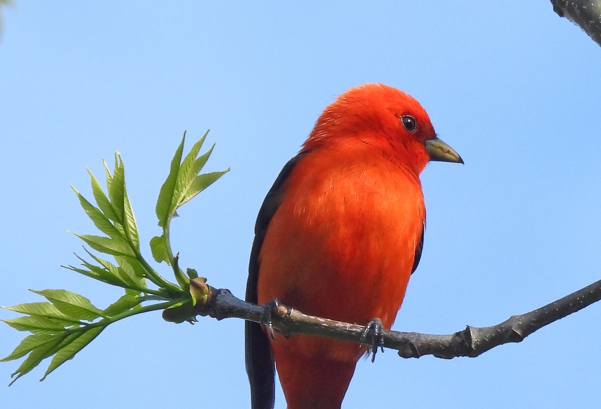 Scarlet Tanager - ML618709716