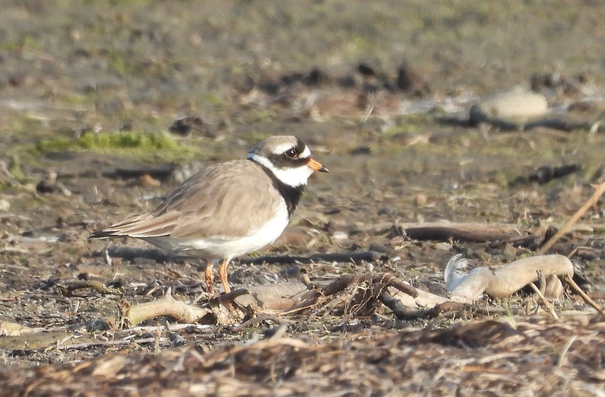 Common Ringed Plover - ML618709722