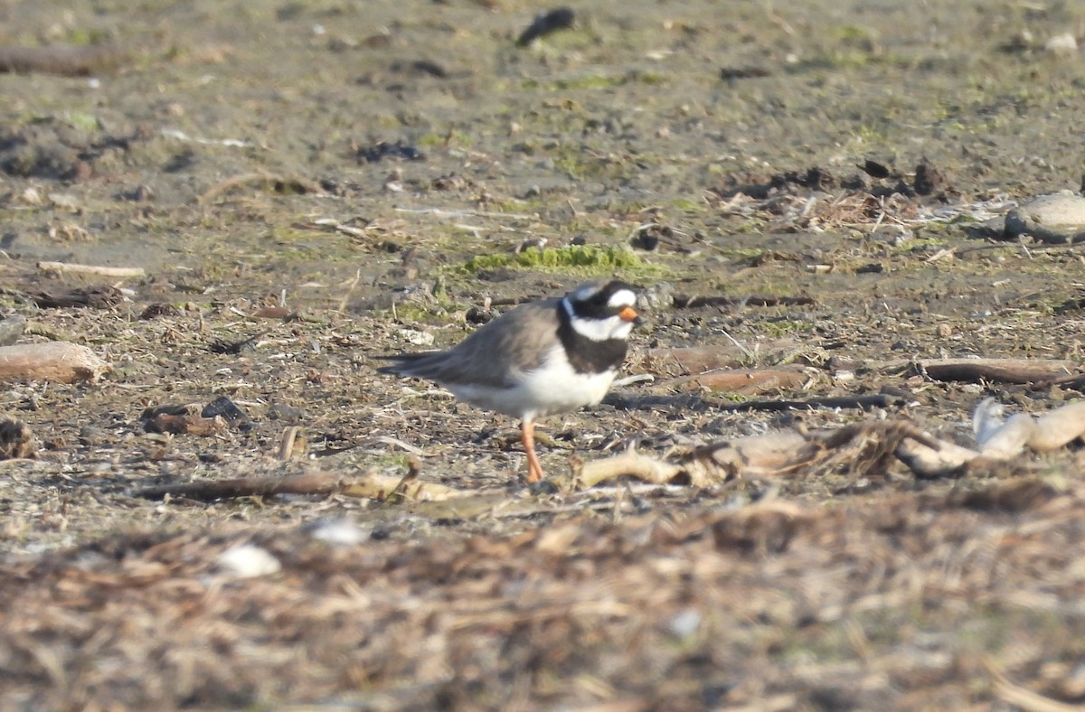Common Ringed Plover - ML618709723