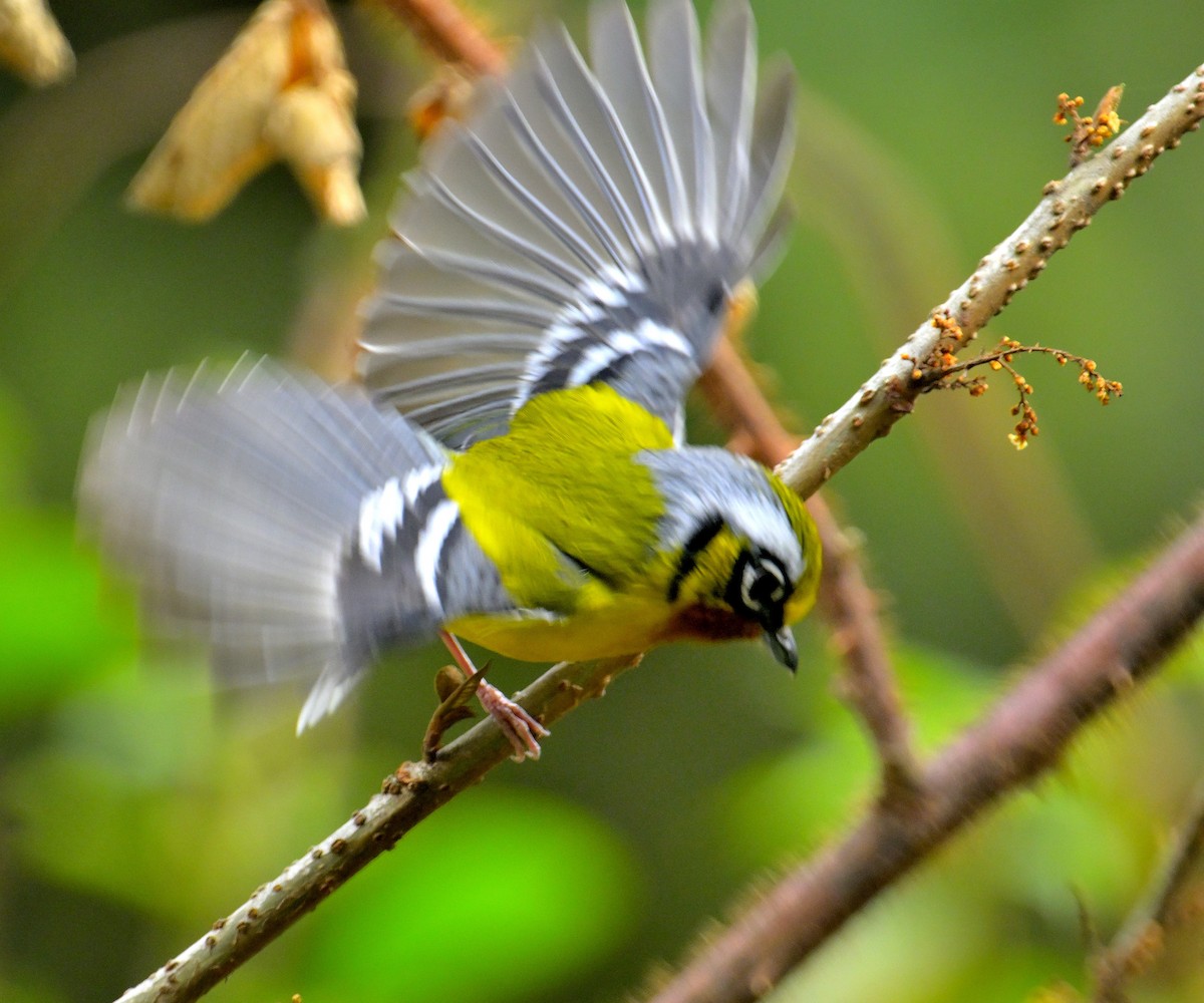 Black-eared Shrike-Babbler - ML618709736