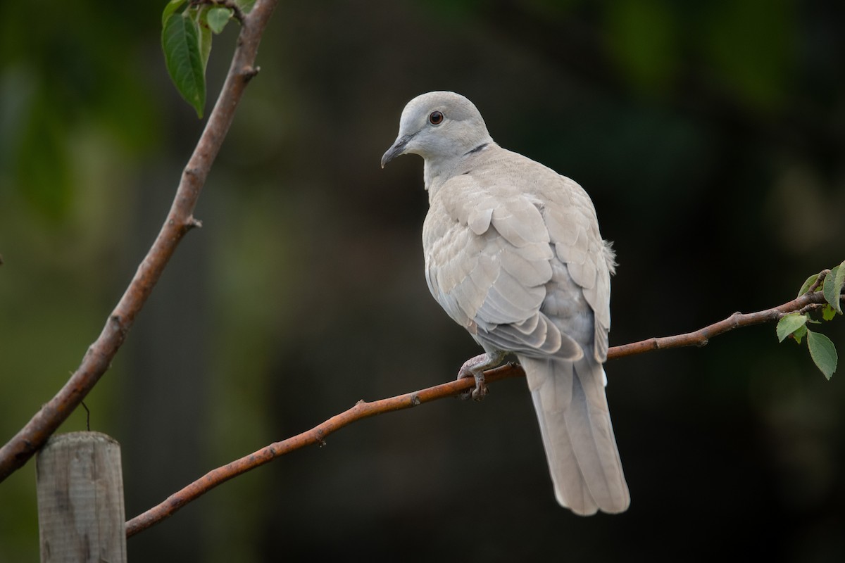 Eurasian Collared-Dove - ML618709764