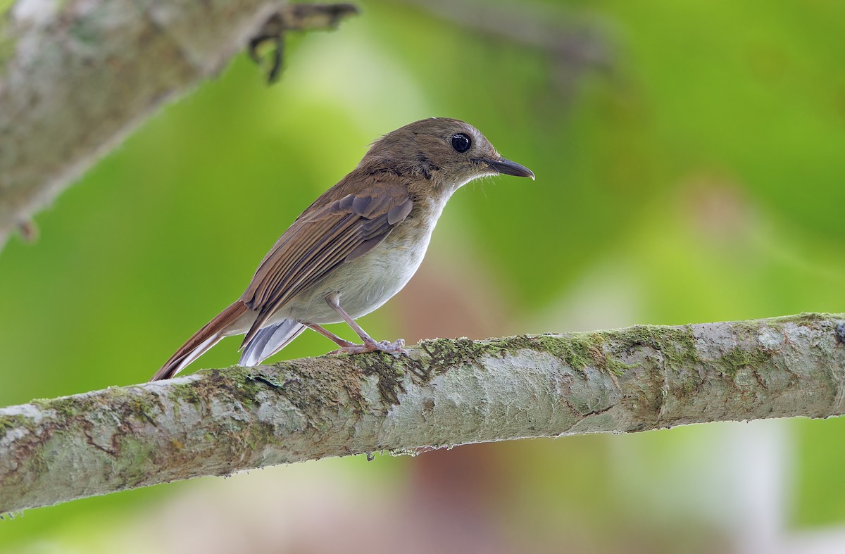 Chestnut-tailed Jungle Flycatcher (Philippine) - ML618709767