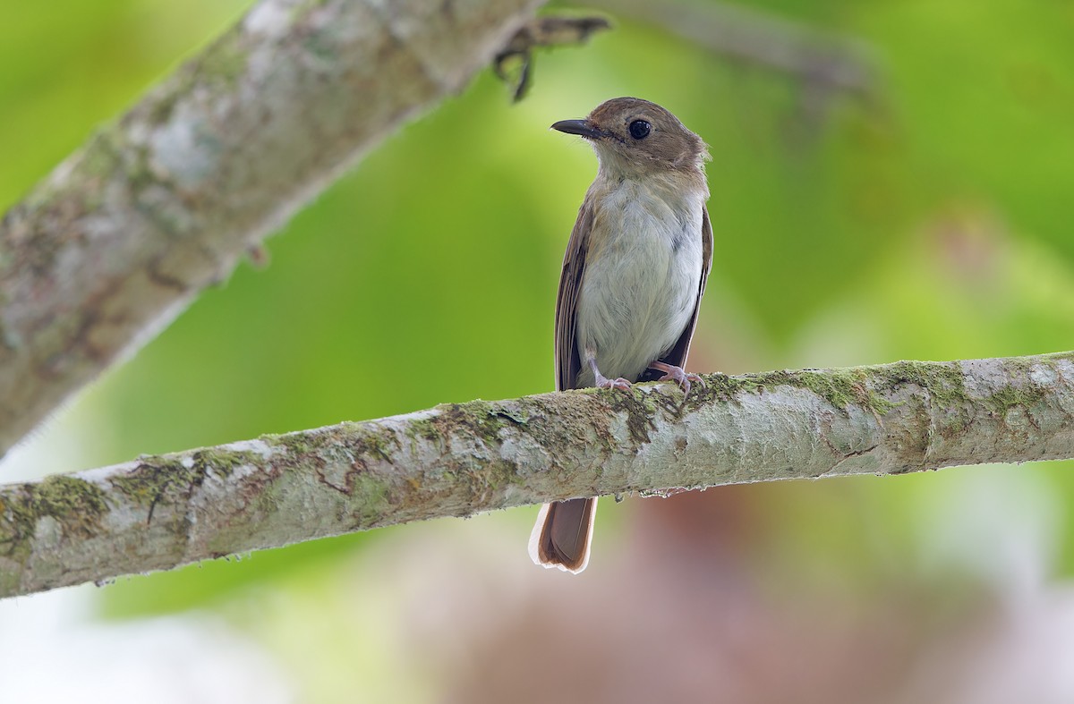 Chestnut-tailed Jungle Flycatcher (Philippine) - ML618709769