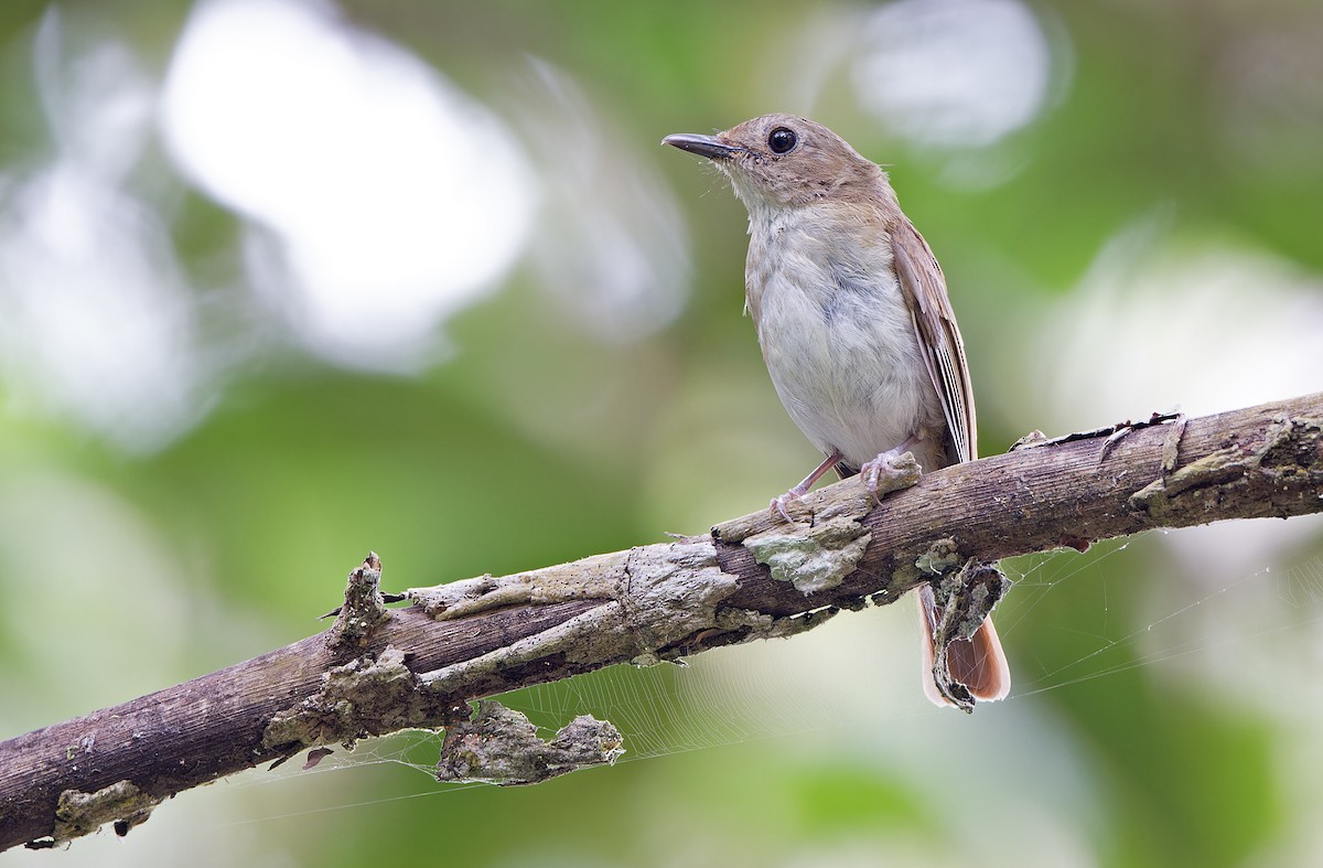 Chestnut-tailed Jungle Flycatcher (Philippine) - Robert Hutchinson