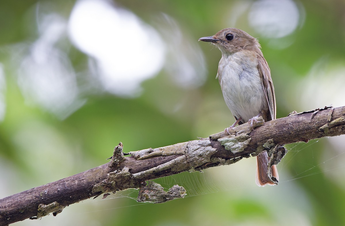 Chestnut-tailed Jungle Flycatcher (Philippine) - ML618709774