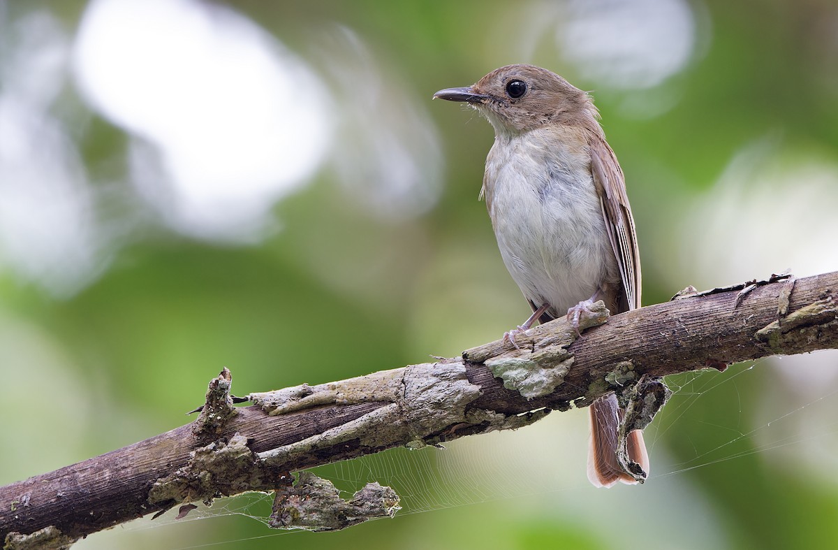 Chestnut-tailed Jungle Flycatcher (Philippine) - ML618709775
