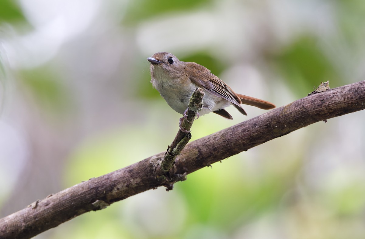 Chestnut-tailed Jungle Flycatcher (Philippine) - ML618709776