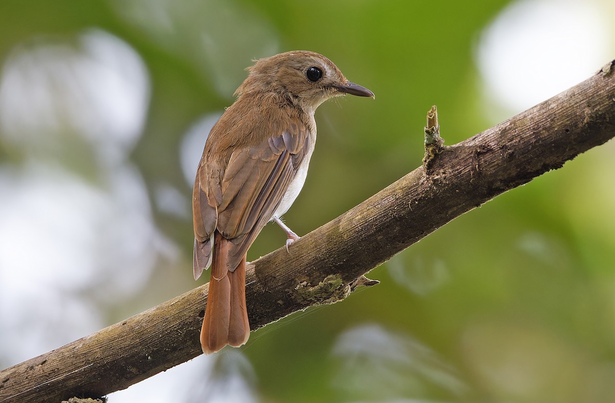 Chestnut-tailed Jungle Flycatcher (Philippine) - ML618709777