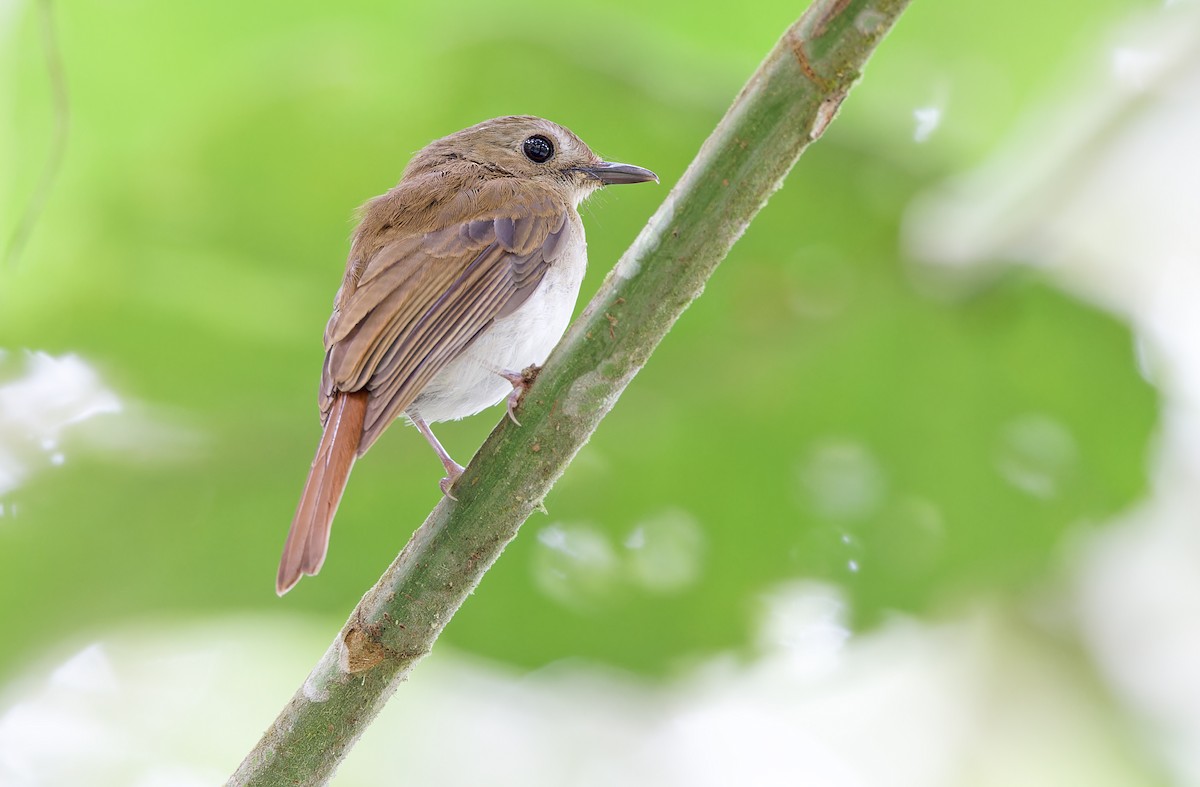 Chestnut-tailed Jungle Flycatcher (Philippine) - ML618709778