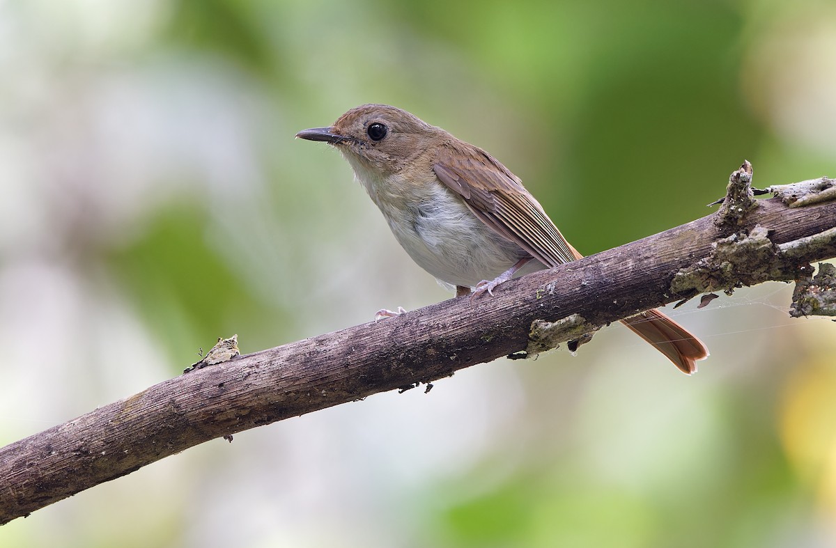 Chestnut-tailed Jungle Flycatcher (Philippine) - ML618709779