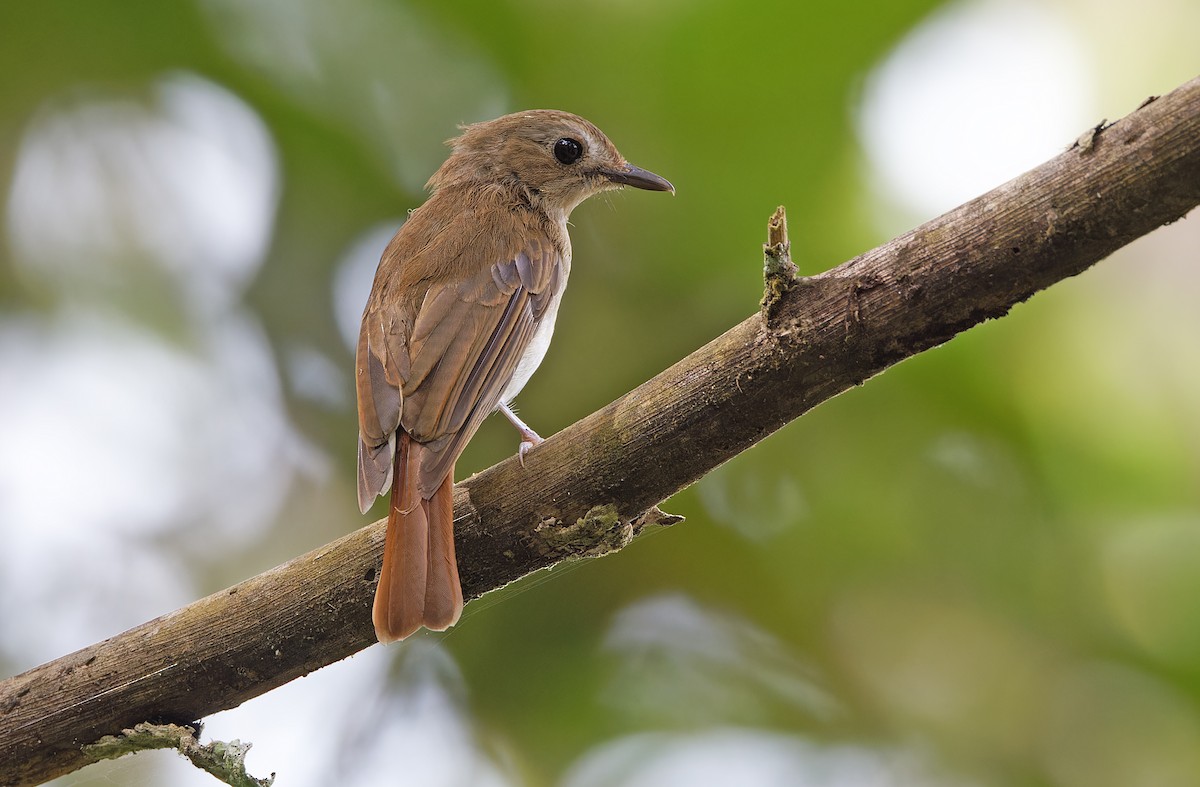 Chestnut-tailed Jungle Flycatcher (Philippine) - ML618709780