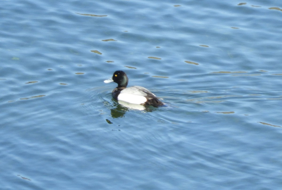 Greater Scaup - ML618709787