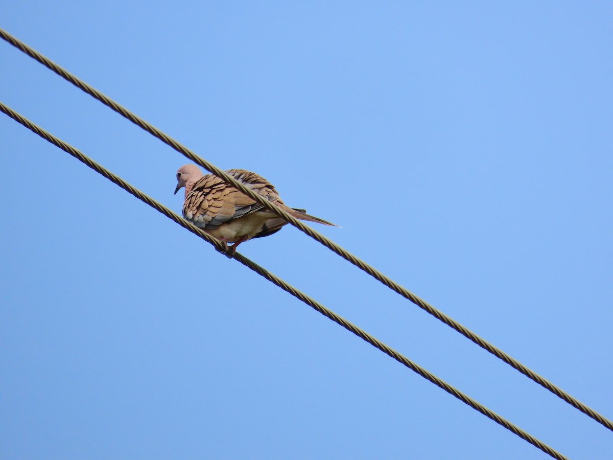 Laughing Dove - ML618709861