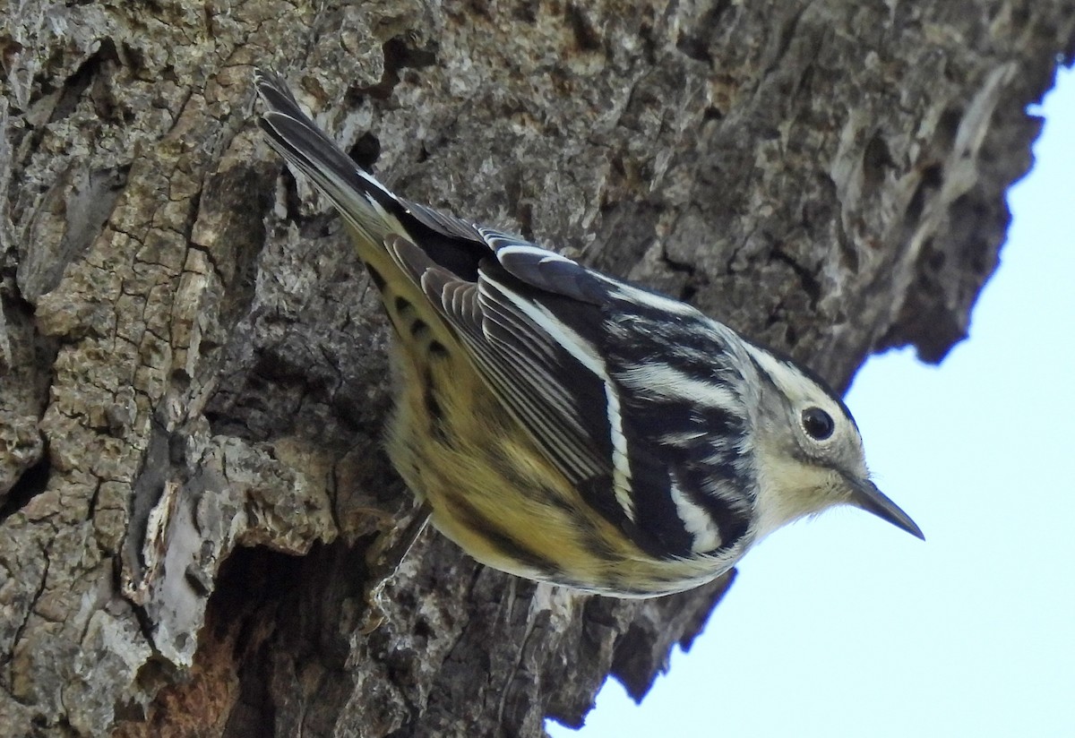 Black-and-white Warbler - ML618709948