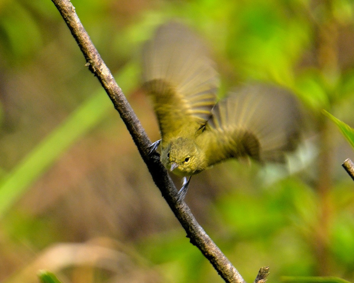 Yellow-browed Tit - ML618709964