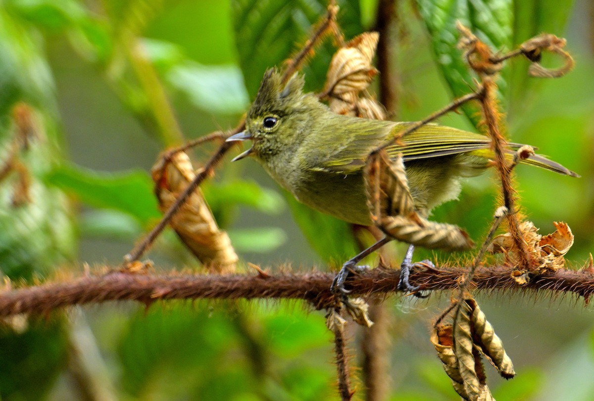 Yellow-browed Tit - ML618709965