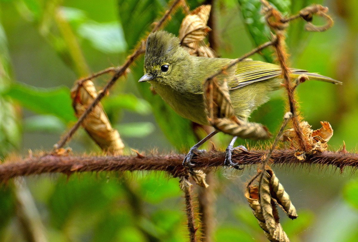 Yellow-browed Tit - ML618709968