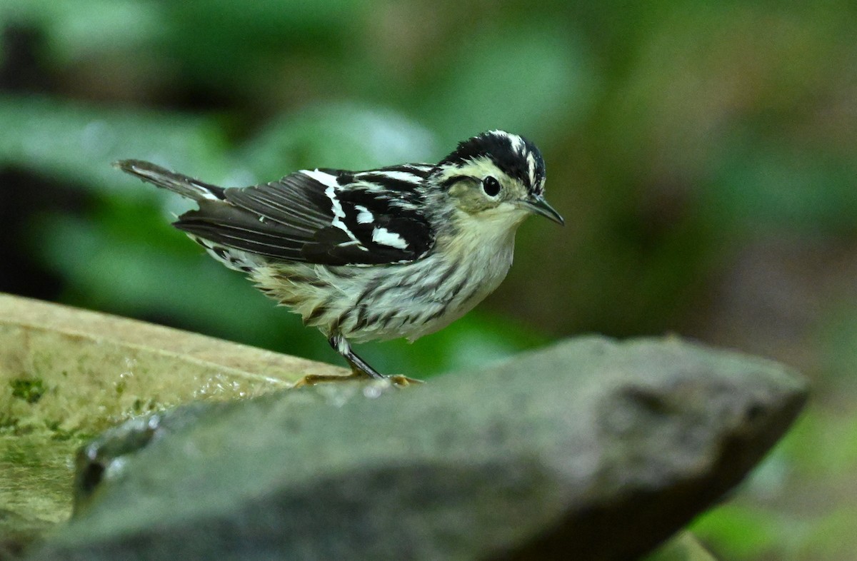Black-and-white Warbler - ML618710012