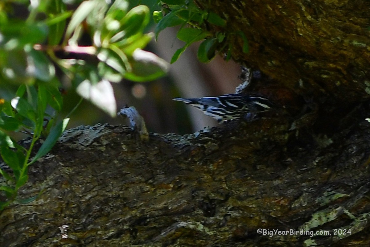 Black-and-white Warbler - ML618710025