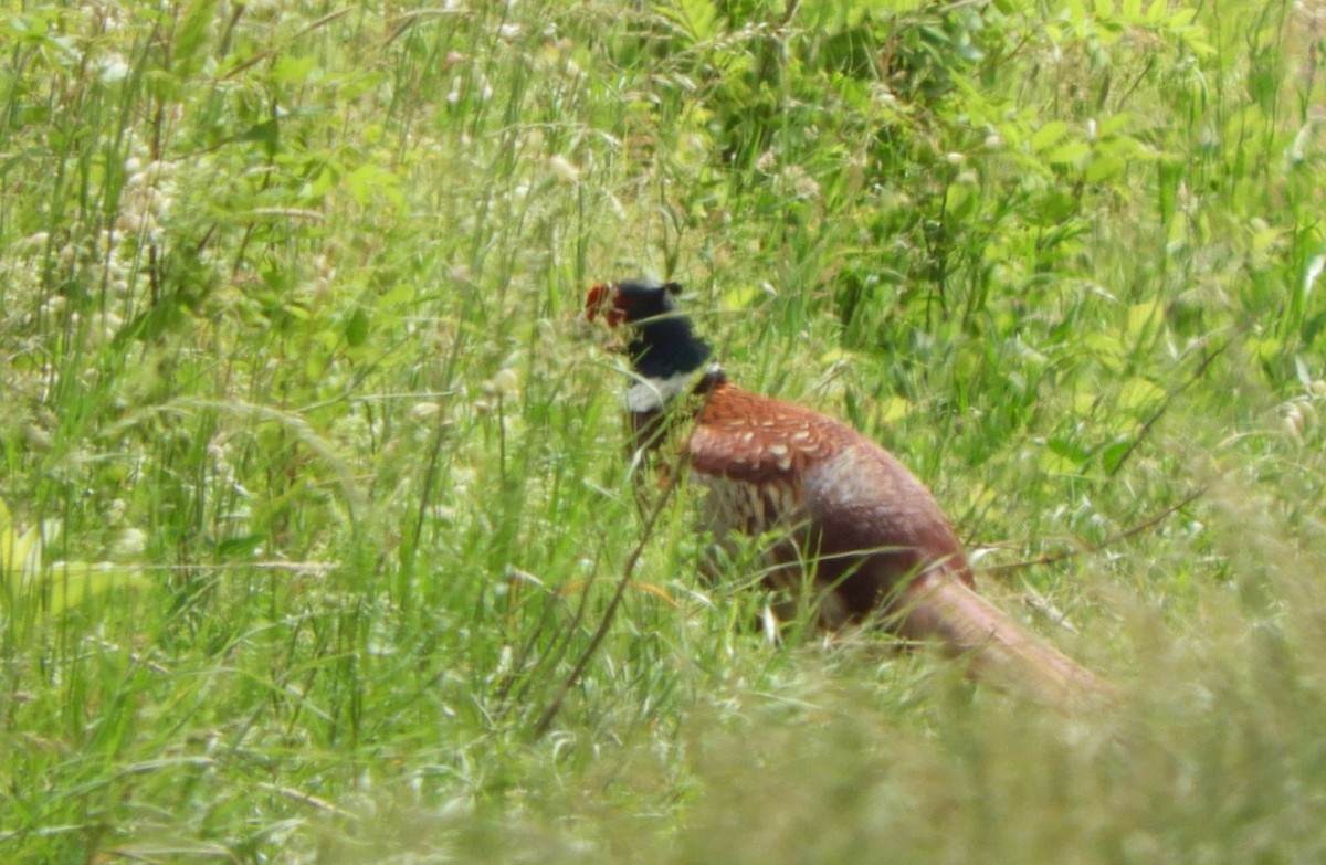 Ring-necked Pheasant - ML618710028