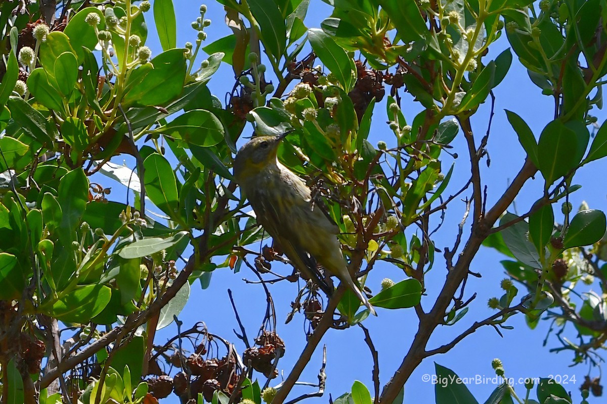 Cape May Warbler - ML618710032