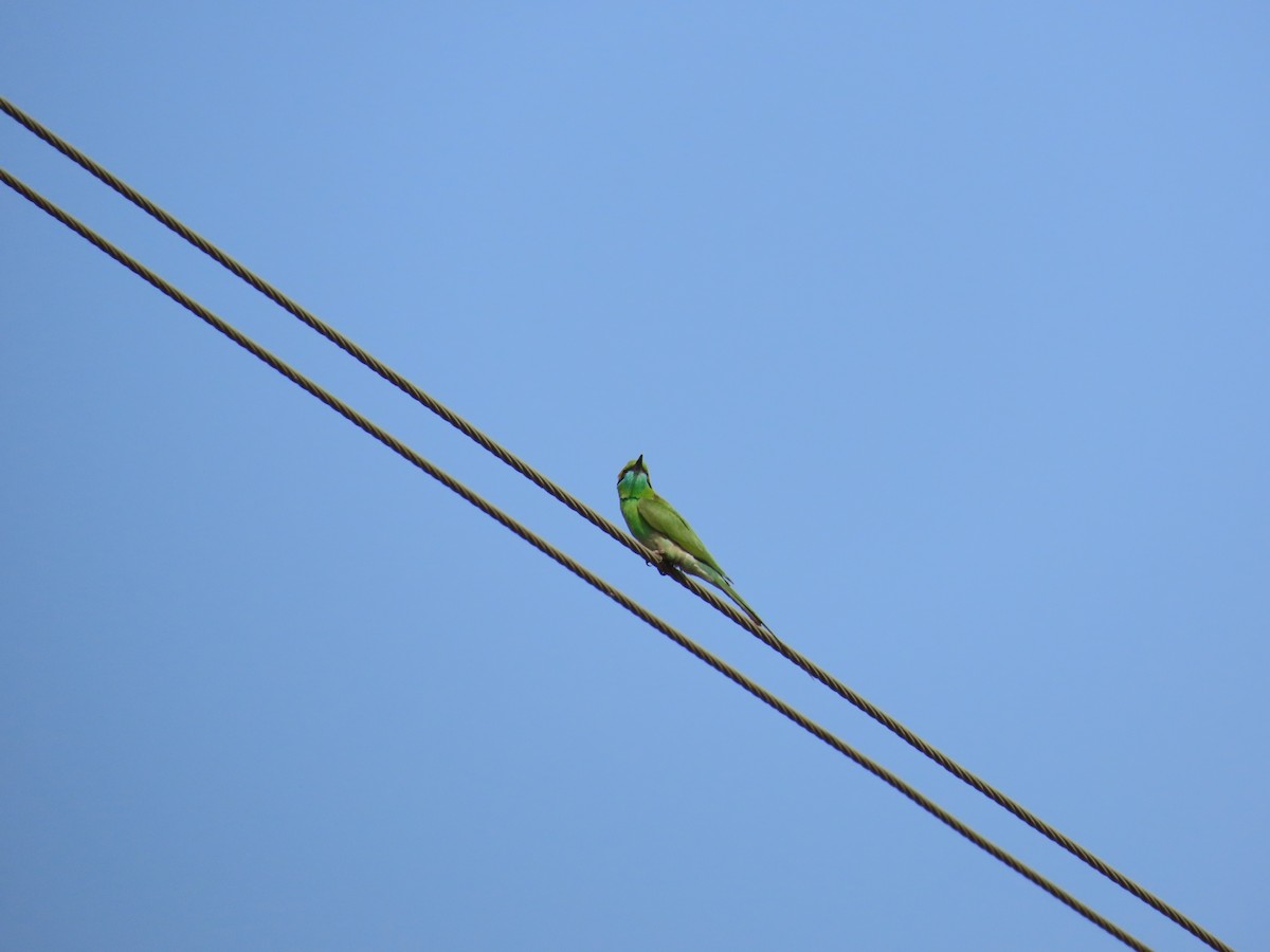 Asian Green Bee-eater - ML618710035