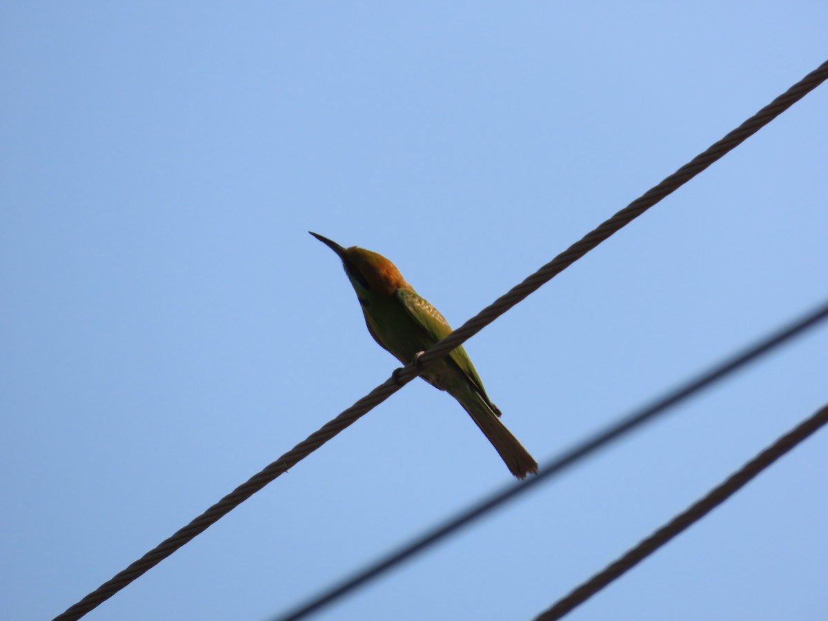 Asian Green Bee-eater - ML618710043