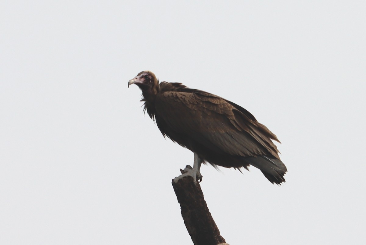 Hooded Vulture - ML618710090