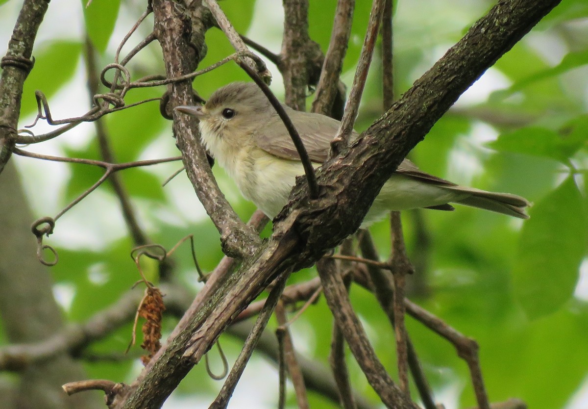 Warbling Vireo - Anonymous