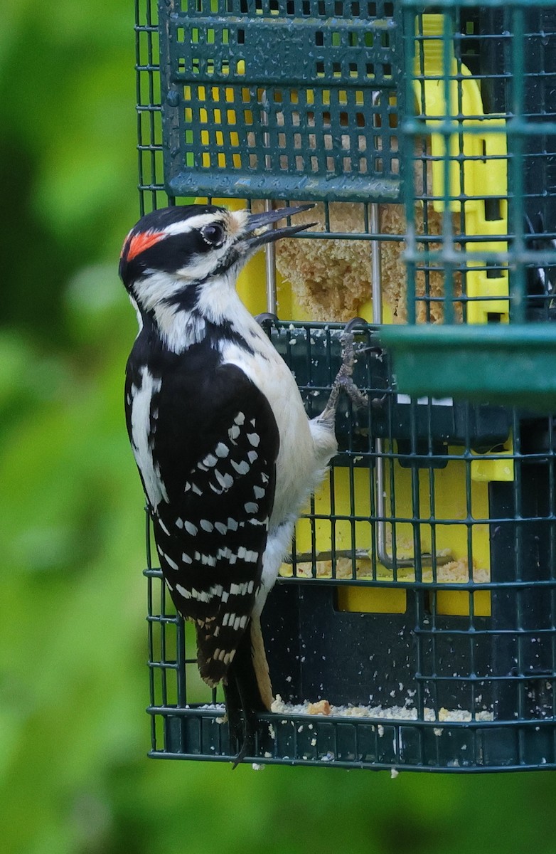 Hairy Woodpecker - ML618710115