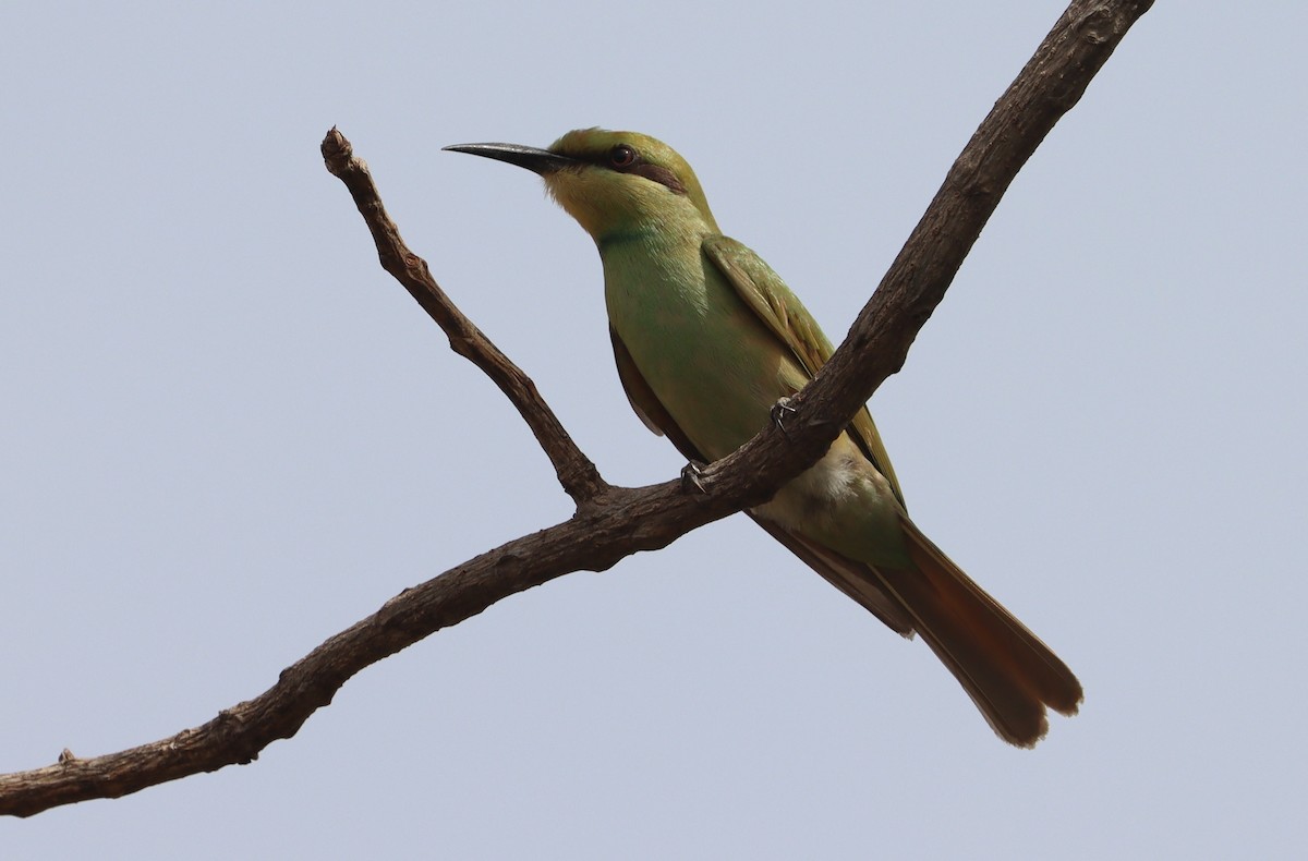 African Green Bee-eater - ML618710155