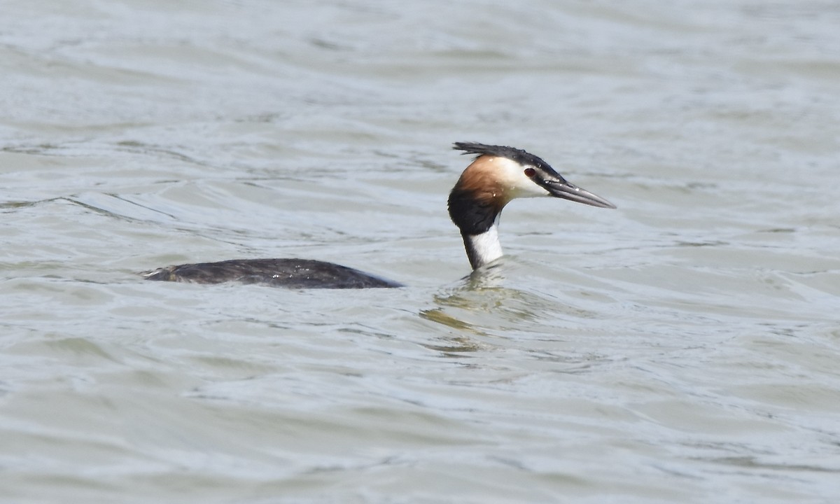 Great Crested Grebe - ML618710156