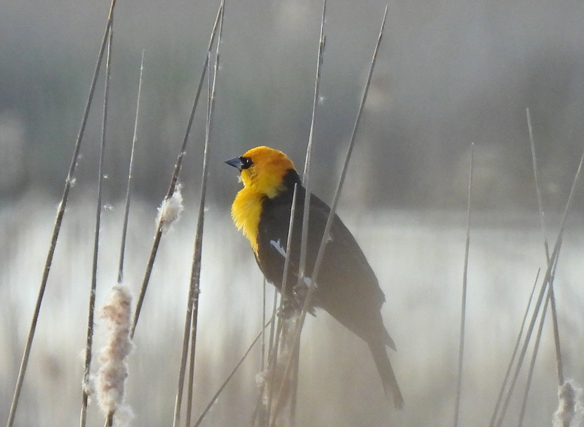 Yellow-headed Blackbird - ML618710160