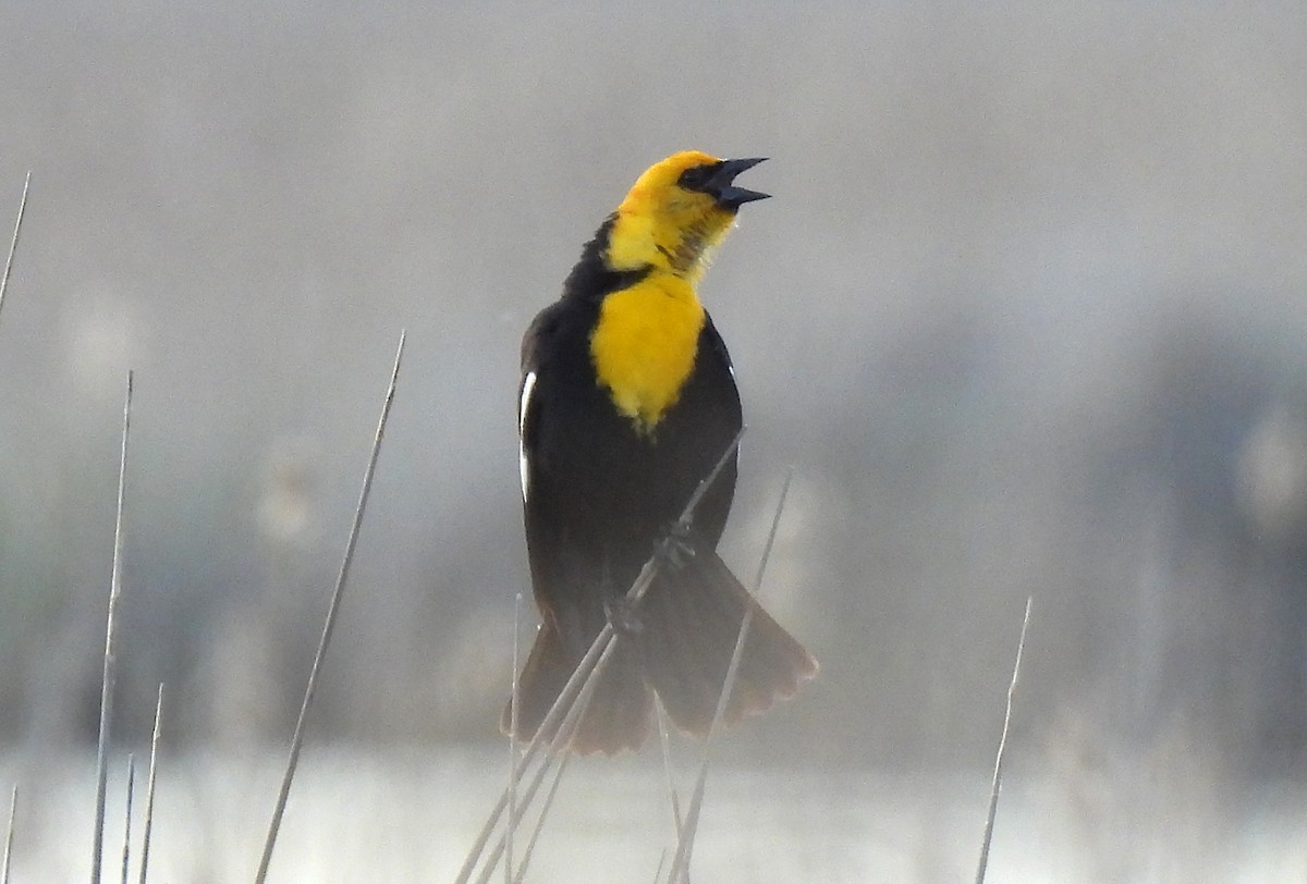 Yellow-headed Blackbird - ML618710167