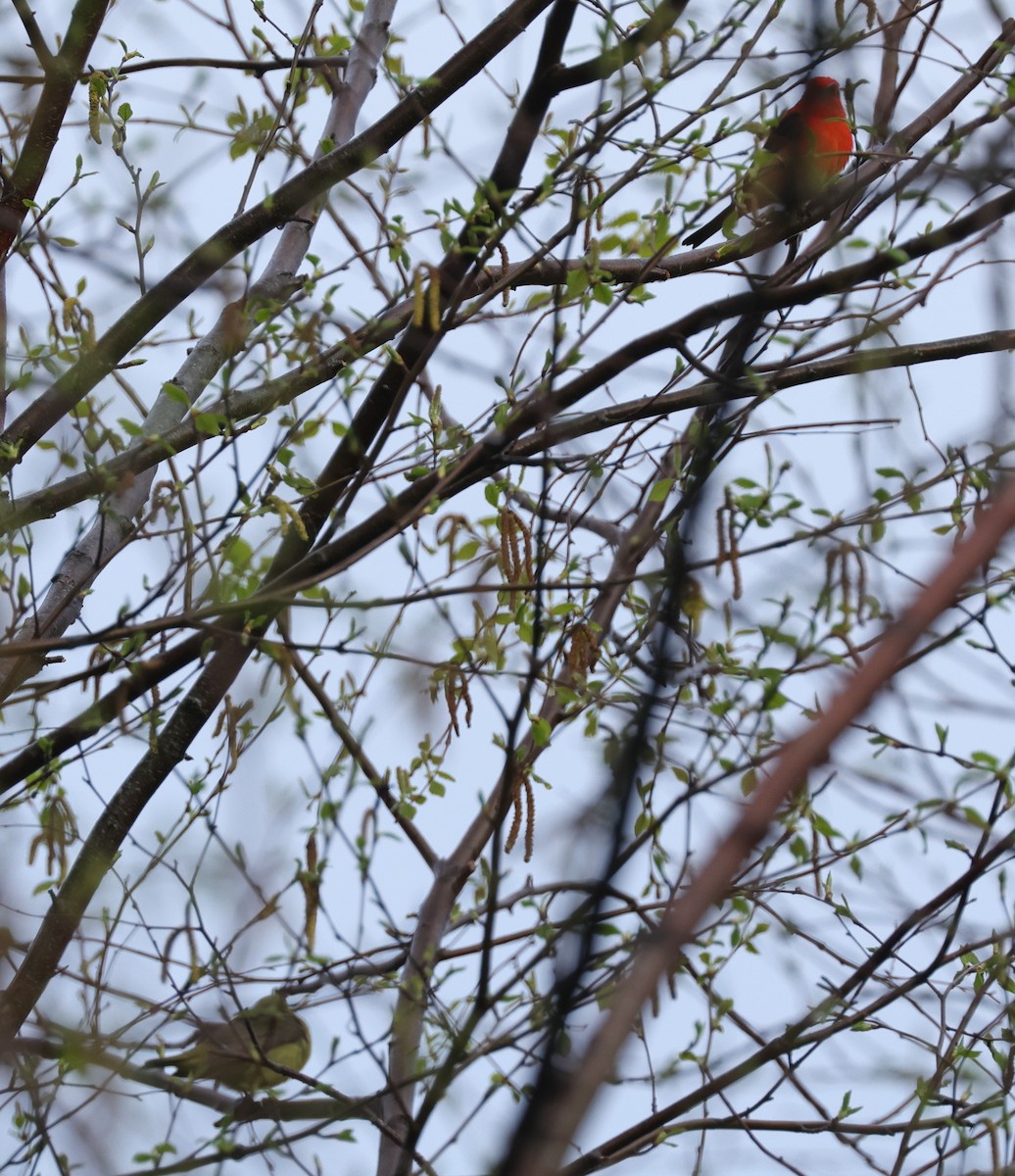 Scarlet Tanager - ML618710179