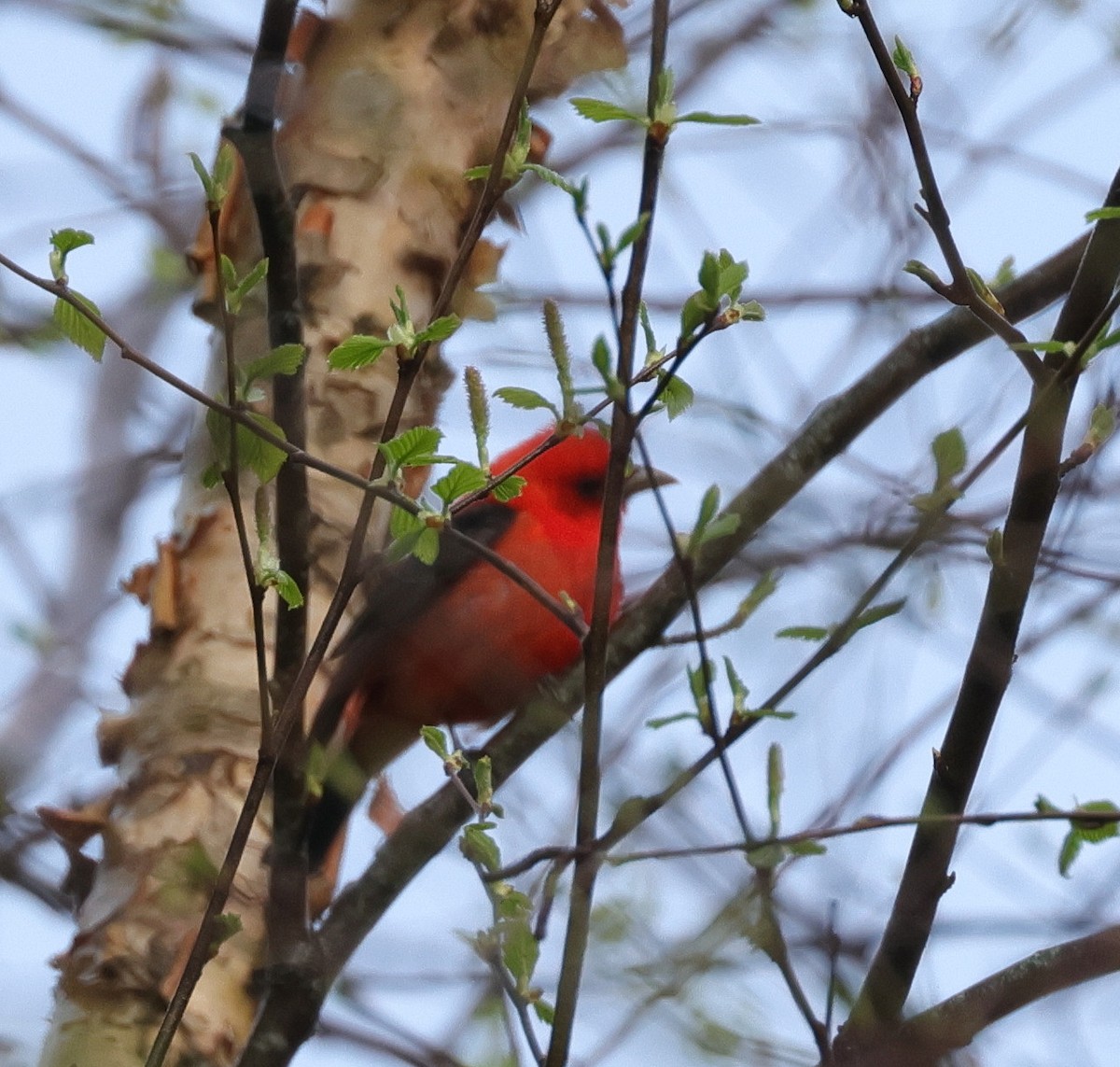 Scarlet Tanager - ML618710182