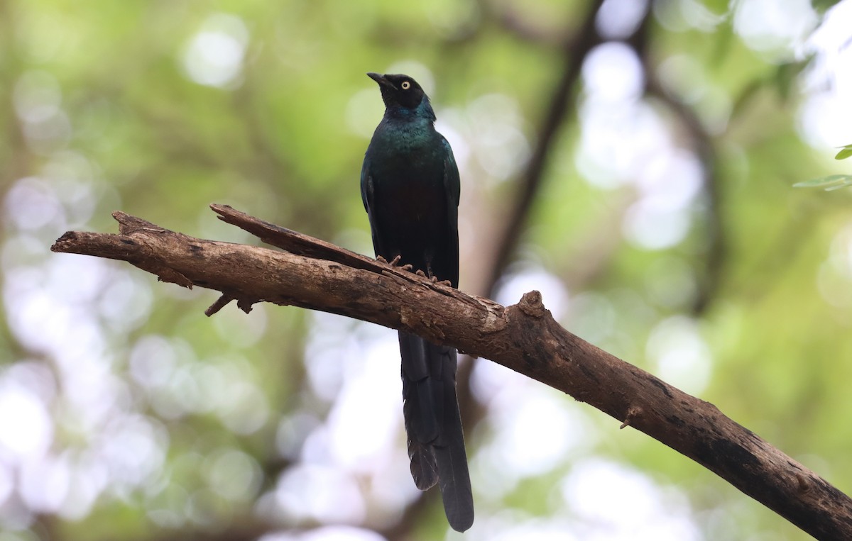 Long-tailed Glossy Starling - ML618710211
