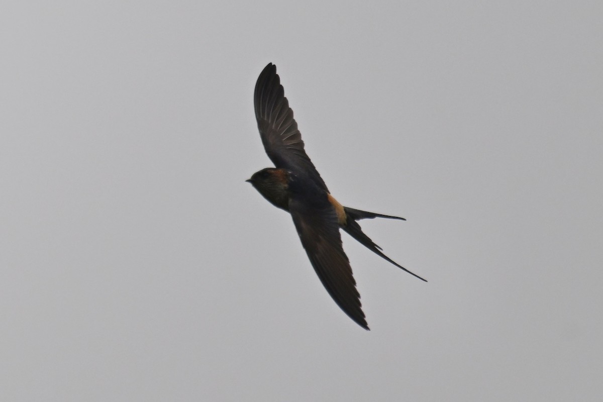 Red-rumped Swallow - ML618710229