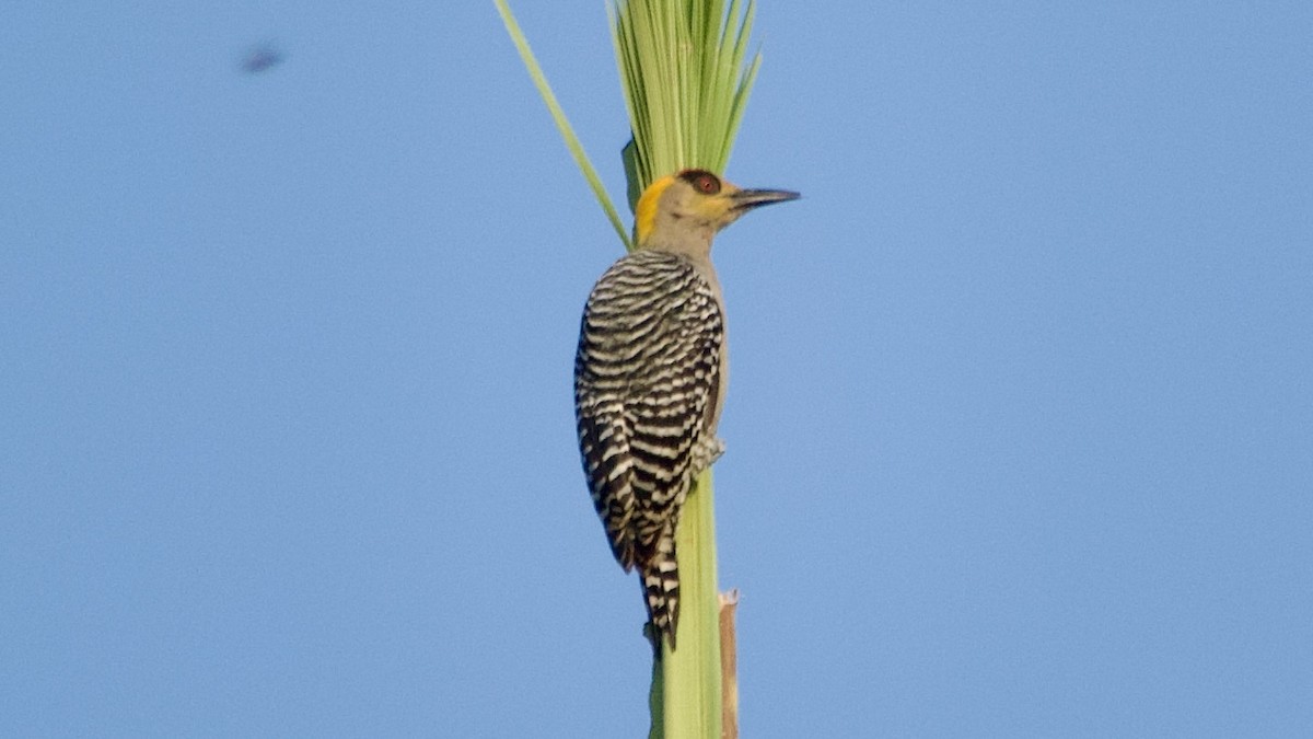 Golden-cheeked Woodpecker - Jan Ekkers