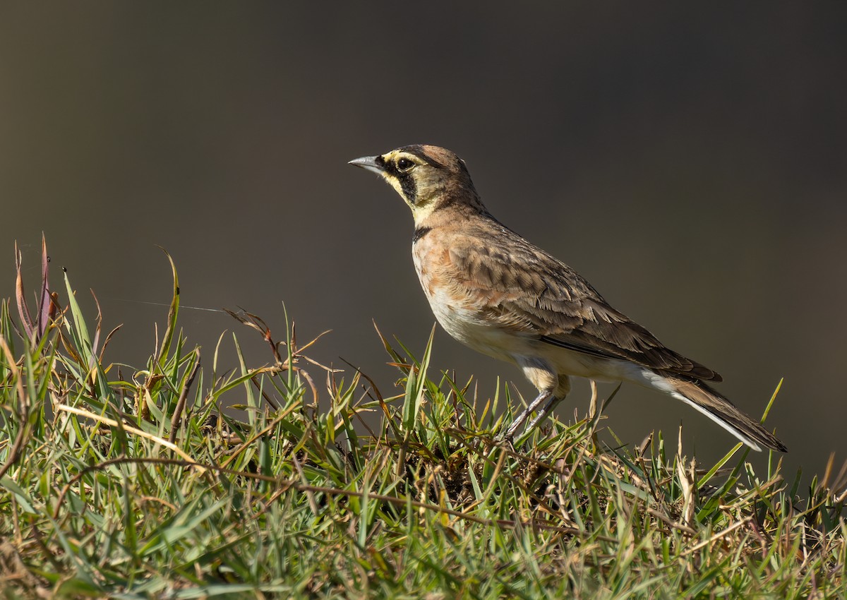 Horned Lark (Colombian) - Lars Petersson | My World of Bird Photography