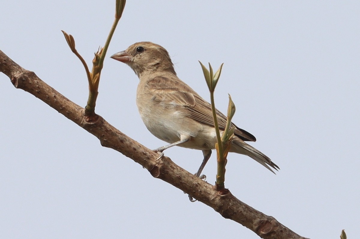 Sahel Bush Sparrow - ML618710298