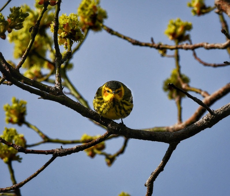 Cape May Warbler - ML618710330