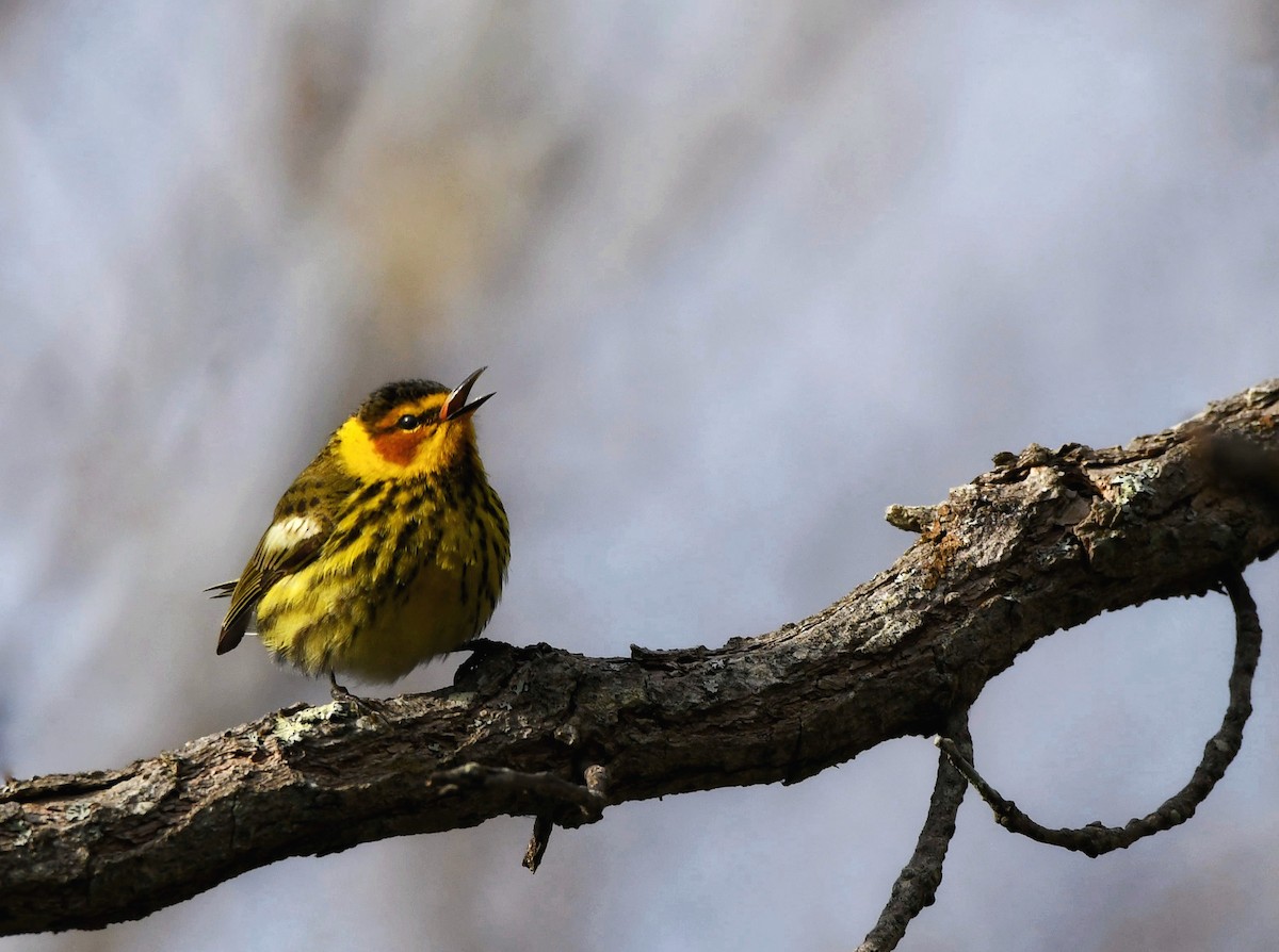 Cape May Warbler - ML618710331
