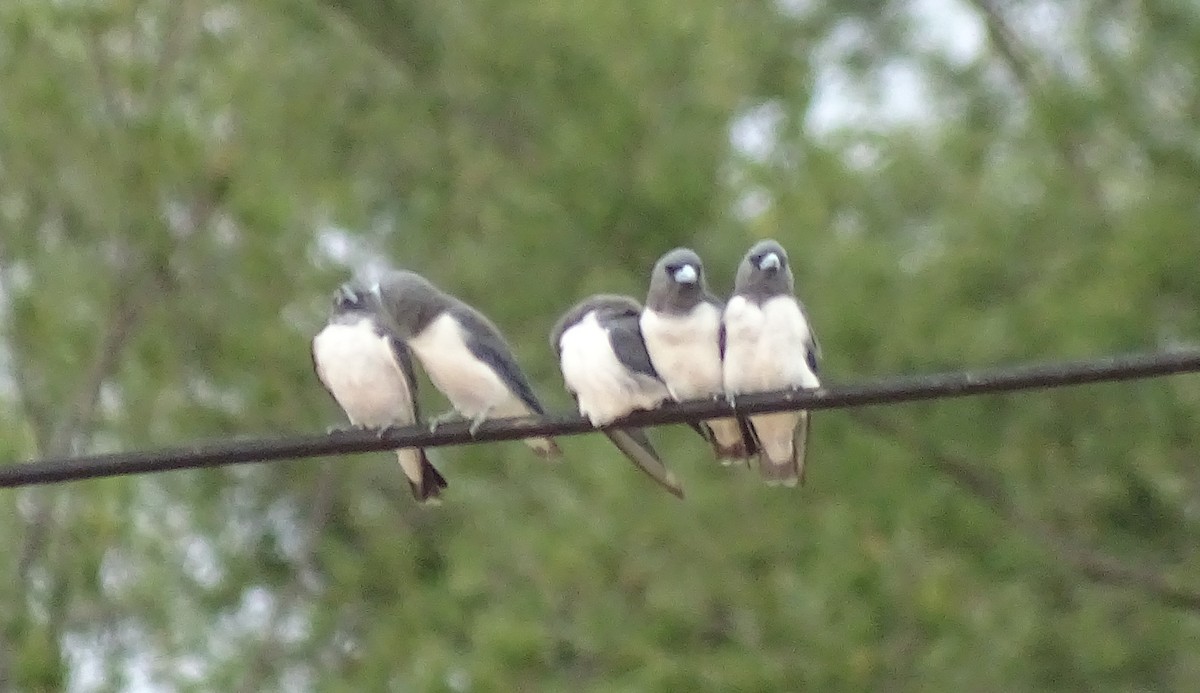 White-breasted Woodswallow - ML618710351