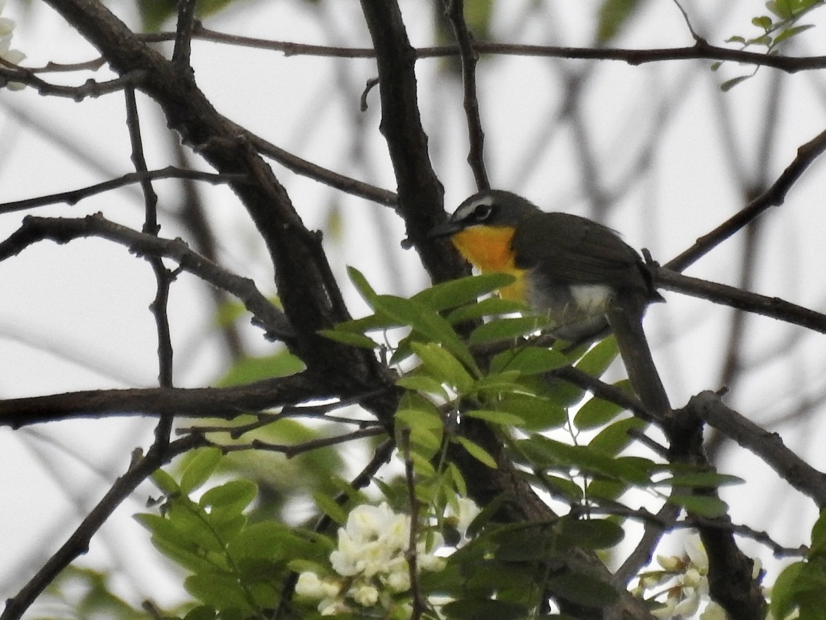 Yellow-breasted Chat - ML618710369