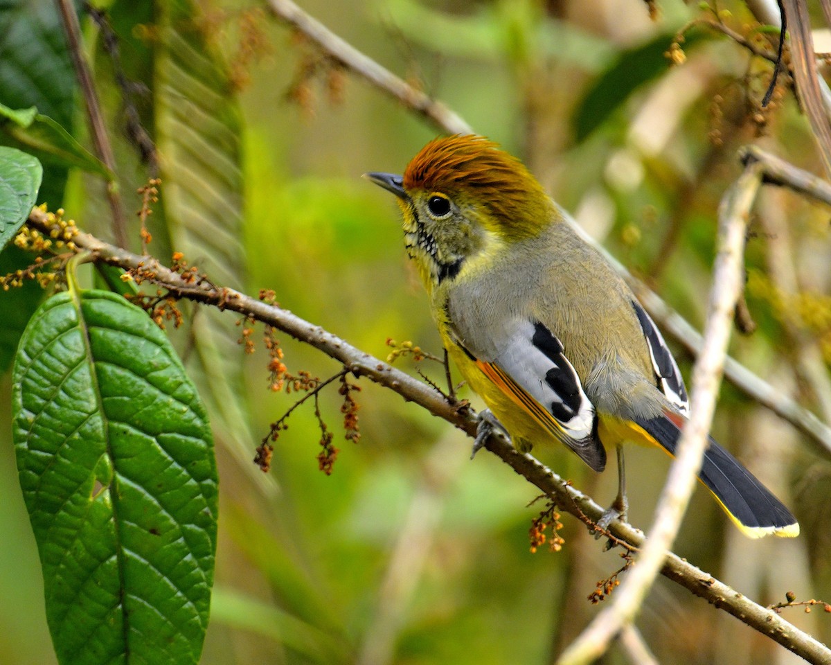 Chestnut-tailed Minla - Rajesh Gopalan