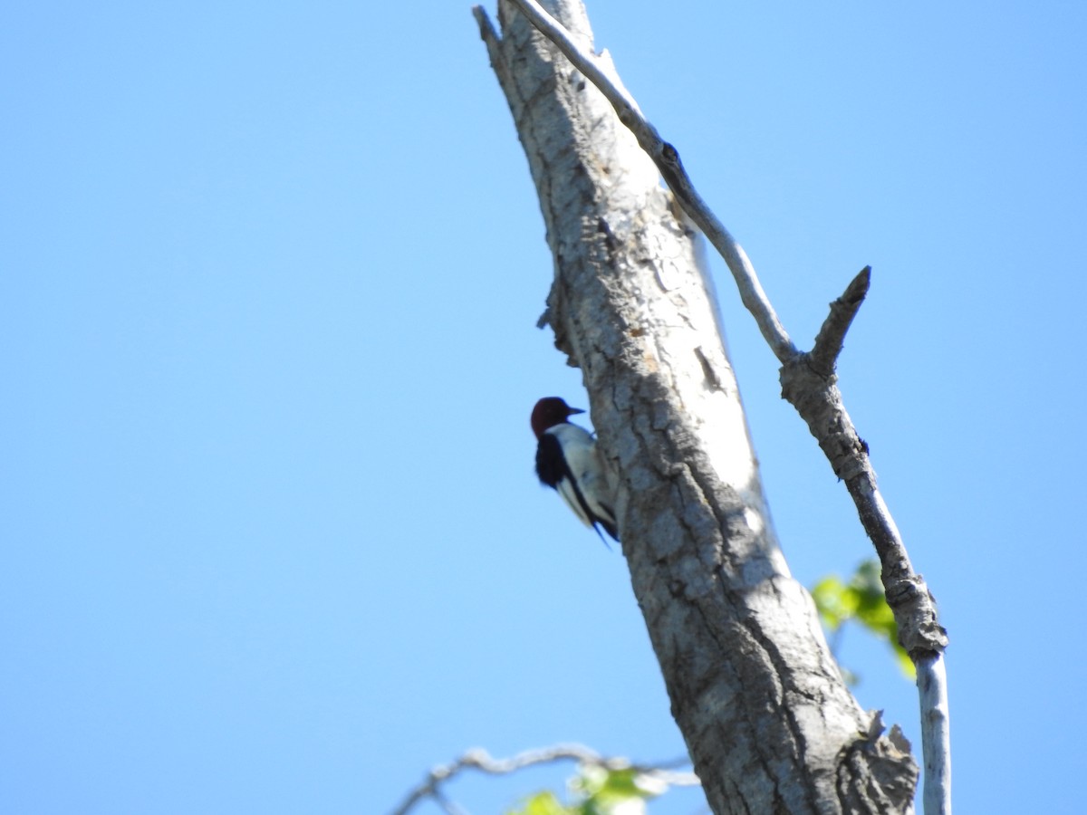 Red-headed Woodpecker - ML618710425