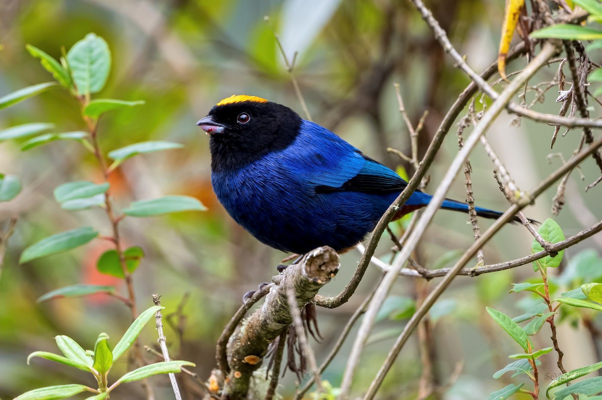 Golden-crowned Tanager - ML618710426