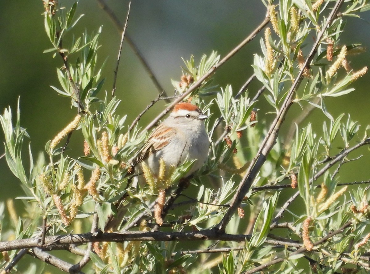 Chipping Sparrow - ML618710427